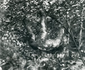 En tretået dovendyr som henger fra en løvgren i London Zoo. august 1920. av Frederick William Bond