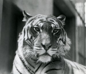 En tiger i London Zoo i juli 1924