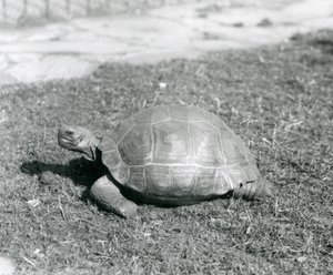 En skilpadde som står på gress i London Zoo i 1926 (s/hv-bilde) av Frederick William Bond