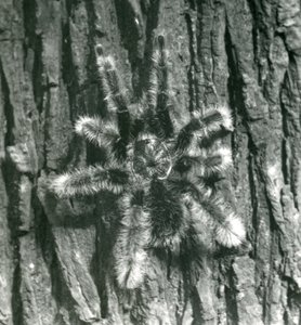 En Trinidad Chevron Tarantula på barken av en trestamme, London Zoo, oktober 1926 av Frederick William Bond