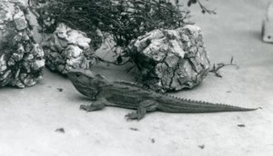 En Tuatara i London Zoo i 1927 av Frederick William Bond