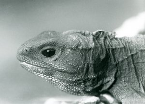 En Tuatara i London Zoo i 1928 (s/hvitt-bilde) av Frederick William Bond