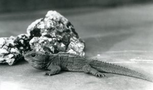 En Tuatara, liggende foran en stein, i London Zoo i 1928 (s/hv-bilde) av Frederick William Bond