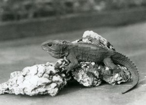 En Tuatara, liggende på en stein, i London Zoo i 1929 (s/hv-bilde) av Frederick William Bond