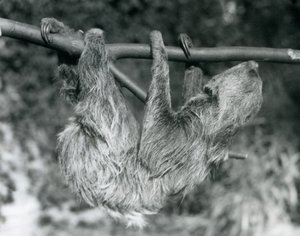 En to-tået dovendyr som henger fra en avkuttet gren, London Zoo, 1927 av Frederick William Bond