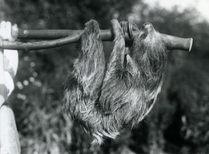 En to-tået dovendyr som henger fra en kuttet gren, som holdes av en keeper, London Zoo, 1925 av Frederick William Bond