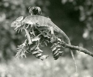 En sløret eller jemensk kameleon i enden av en løvgren i London Zoo, juni 1924 av Frederick William Bond