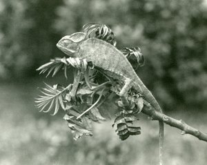 En sløret eller jemensk kameleon i enden av en løvgren i London Zoo, juni 1924 av Frederick William Bond