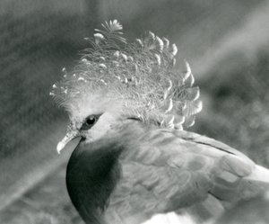 En Victoria Crowned Pigeon i London Zoo i september 1927 av Frederick William Bond
