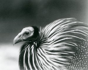 En gribbeperlefugl i London Zoo i 1927 av Frederick William Bond