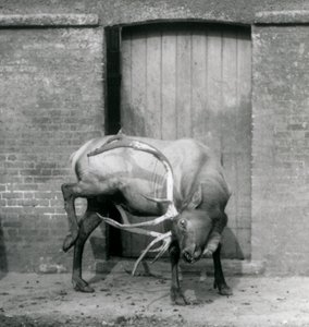 En WapitiElk-hjort som sto i innhegningen hans i London Zoo i september 1927 av Frederick William Bond