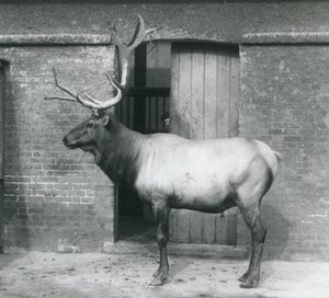 En WapitiElk-hjort som sto i innhegningen hans i London Zoo i september 1927 av Frederick William Bond