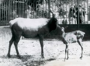 En Wapiti/Elg med fawn i paddocken deres med besøkende som ser på gjennom barer, London Zoo av Frederick William Bond