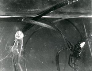 A Water Spider og dens luftklokke under vann, London Zoo, oktober 1925 av Frederick William Bond
