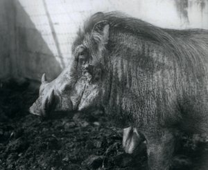 Et vortesvin som står i gjørme, London Zoo, 1927 av Frederick William Bond