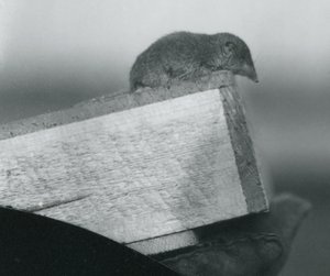 En hvittannet spissmus ser ned over kanten av en trekasse, holdt av en hanskebeskyttet hånd, London Zoo, april 1917 av Frederick William Bond