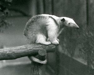 En Tamandua med ung krage som sitter i enden av en gren som holder seg fast med sin gripehale, London Zoo, 24. april 1925 av Frederick William Bond