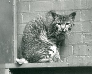 En bukt gaupebobcat ser ned fra en avsats, som den sitter på, i innhegningen, London Zoo, mars 1925 av Frederick William Bond