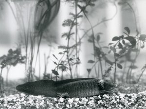 En svart Axolotl/meksikansk salamander hviler på grus på gulvet i en tank i London Zoo i 1928 (s/hvitt-bilde) av Frederick William Bond