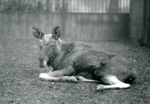 En okse ElkMoose, som viser arrene etter det nylig utgytte geviret sitt, liggende ved London Zoo, januar 1926 av Frederick William Bond