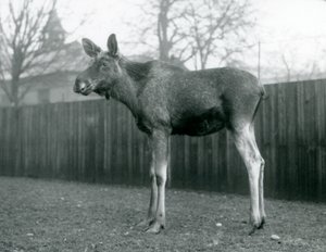 En okse ElkMoose, med sår av nylig utgytt gevir, stående i London Zoo, januar 1926 av Frederick William Bond