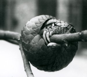 En kritisk truet kinesisk Pangolin hviler, krøllet rundt en horisontal gren, London Zoo, før 1930 av Frederick William Bond