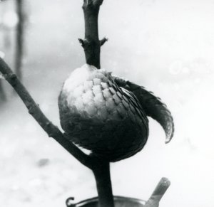 En kritisk truet kinesisk Pangolin hviler, krøllet rundt en vertikal gren, London Zoo, juli 1925 av Frederick William Bond