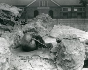 En kvinnelig sjøløve i California som ligger på en steinete terrasse mens hun mater valpen hennes, London Zoo, juli 1925 av Frederick William Bond