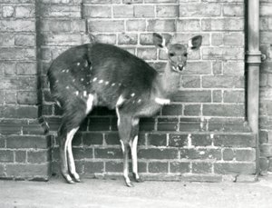 En kvinnelig Cape BushbuckImbabala stående mot en vegg i London Zoo i oktober 1927. av Frederick William Bond