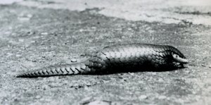 En kvinnelig kinesisk Pangolin i London Zoo i august 1925 av Frederick William Bond