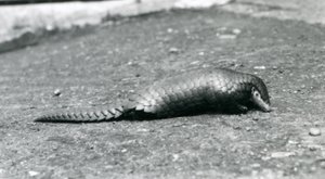 En kvinnelig kinesisk Pangolin i London Zoo i august 1925 av Frederick William Bond