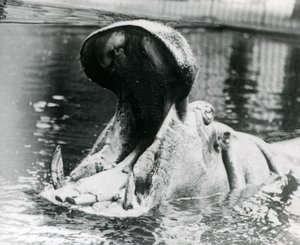 En kvinnelig flodhest, 'Guy Fawkes' gapende i et basseng i London Zoo rundt 1900. 'Guy Fawkes' ble født til moren 'Adhela' 5. november 1872. av Frederick William Bond