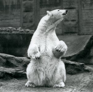 En kvinnelig isbjørn sitter på huk på Mappin-terrassene i London Zoo i september 1928 av Frederick William Bond