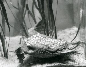 En kvinnelig surinampadde med eggene hennes innebygd i huden på ryggen, London Zoo av Frederick William Bond