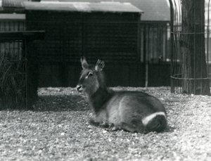 En kvinnelig vannbukk, Kobus ellipsiprymnus, sitter i innhegningen hennes i London Zoo, juni 1924 av Frederick William Bond