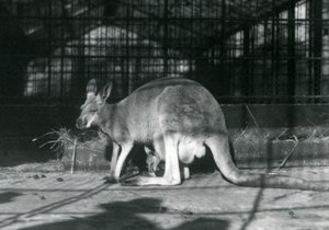 En kvinnelig doe flyer jill rød kenguru med unger eller joey i posen hennes, London Zoo, 1922 av Frederick William Bond