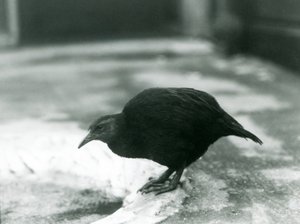 En flyløs WekaMaori-høne Woodhen i London Zoo i 1927 av Frederick William Bond