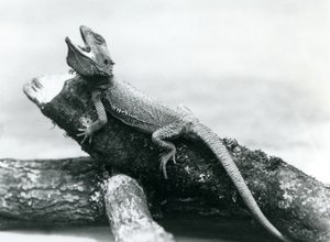 En gapende skjeggdrage holder fast i en tømmerstokk, London Zoo, august 1928 (s/hvitt-bilde) av Frederick William Bond