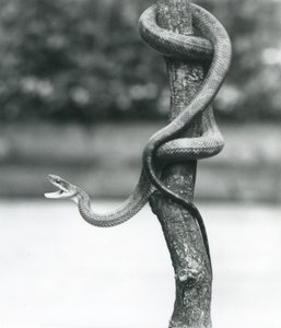 En gapende Texas Rat Snake kveilet seg rundt en vertikal gren ved London Zoo i august 1928 (s/hvitt-bilde) av Frederick William Bond