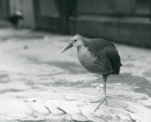 En gråhalset treskinne eller gråhatt treskinne (Aramides cajaneus) stående på ett ben i London Zoo i september 1927 av Frederick William Bond