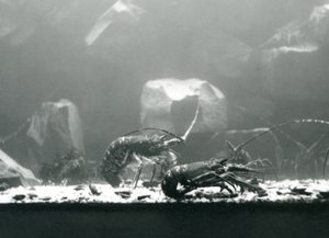 En gruppe ferskvannskreps ved London Zoo i mars 1925 av Frederick William Bond