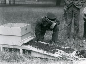 En gruppe voktere, inkludert Brown, flyttet en sverm honningbier, London Zoo, juli 1926 av Frederick William Bond