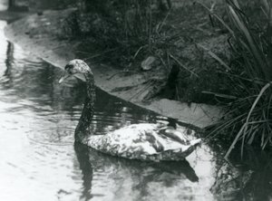 En hybridsvane, Mute x Black, svømmer i en dam ved London Zoo i 1927 av Frederick William Bond