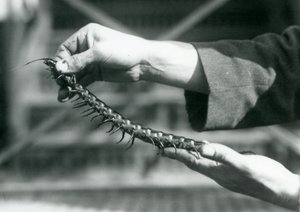 En keeper som holder en gigantisk tusenbein i hendene, London Zoo, 1927 av Frederick William Bond