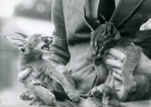 En vokter som holder et par Caracal-kattunger på fanget, London Zoo, 1924 av Frederick William Bond