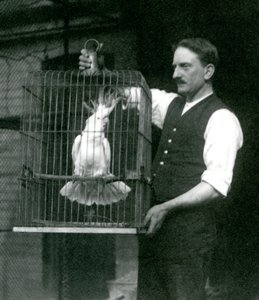 En keeper holder en Sulphur Crested Cockatoo, Jade, i buret sitt i London Zoo i oktober 1924 av Frederick William Bond