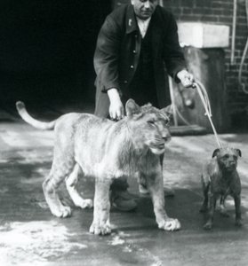En vokter som tar en hund og en ung løve på tur, London Zoo, august 1925 (s/hvitt-bilde) av Frederick William Bond