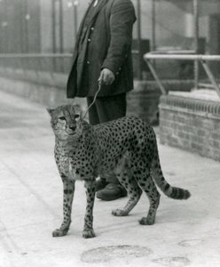 En keeper med en gepard i ledningen, London Zoo av Frederick William Bond