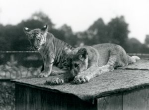 En løve og tigerunge sitter sammen på taket av hiet deres, London Zoo, september 1925 (s/hvitt-bilde) av Frederick William Bond