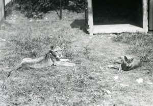 En løveunge liggende på en plen, nær en åpen trekasse, med en huskatt, London Zoo, juli 1925 av Frederick William Bond